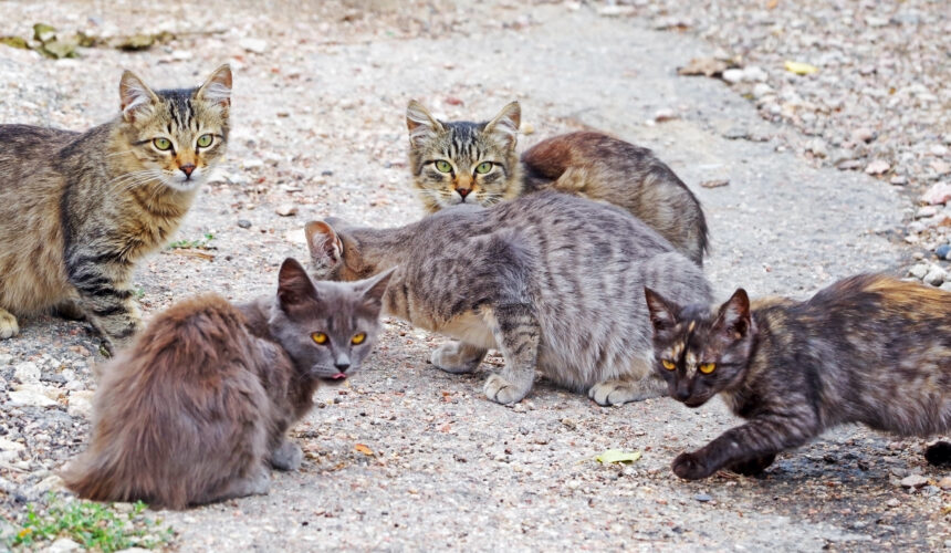 Как предотвратить появление бездомных животных