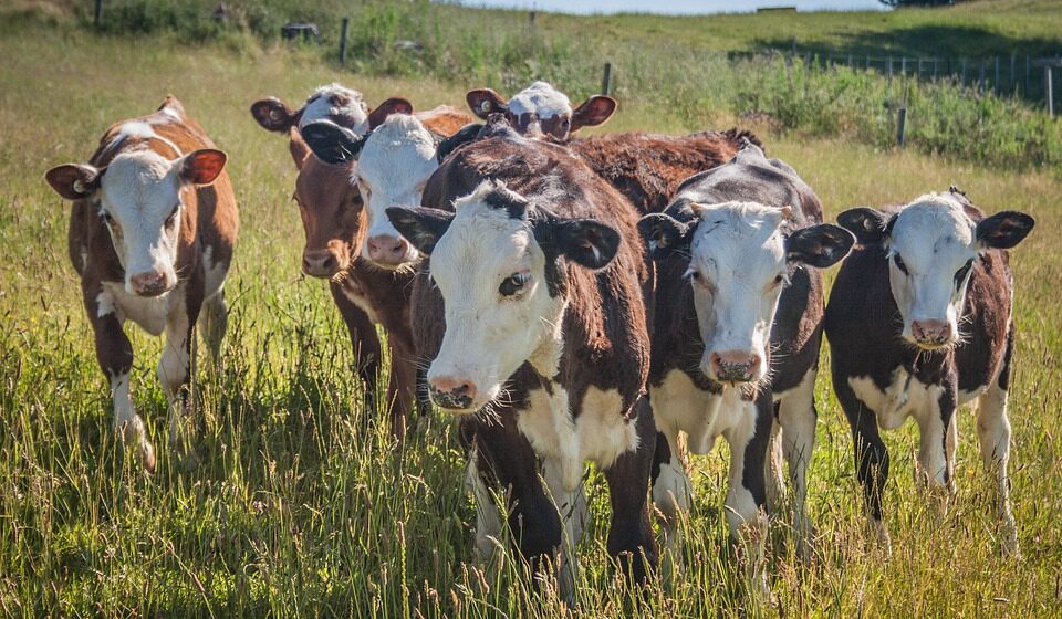 «Сегодня, как никогда, очевидна важность развития сельского хозяйства»