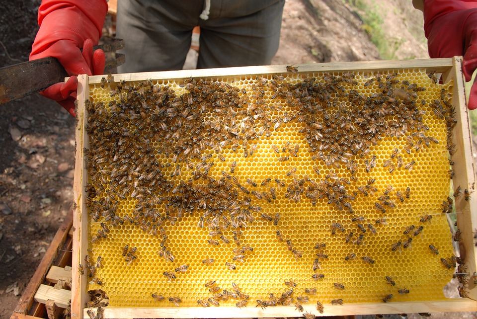 beekeeping-2831126_960_720.jpg