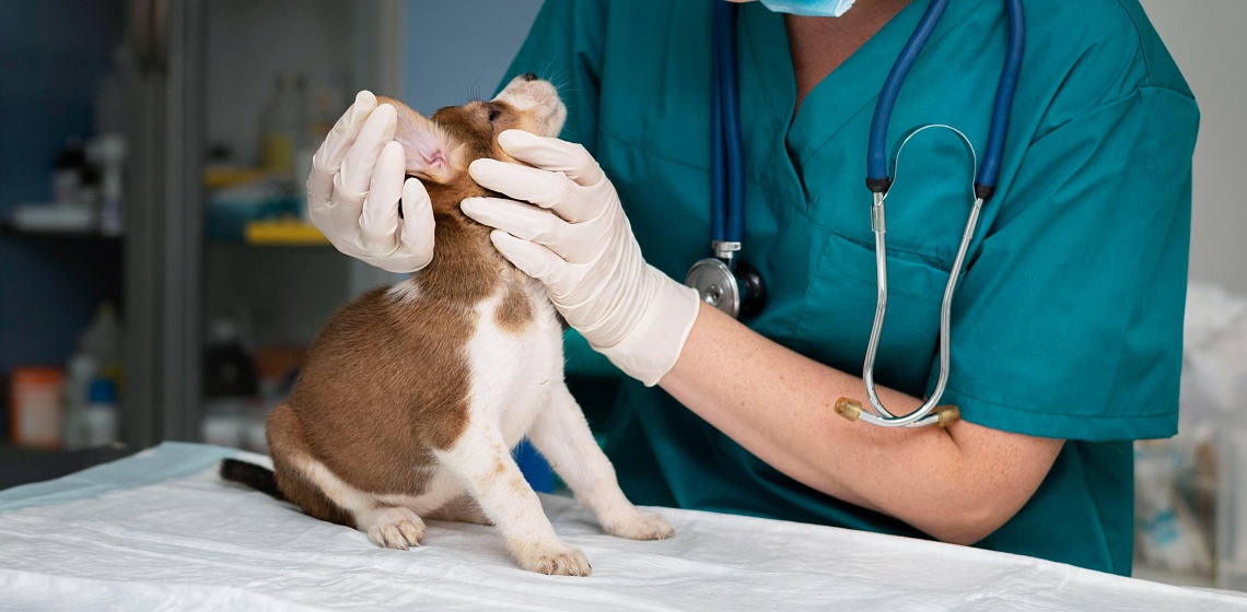 Чем и как лечат домашних питомцев?