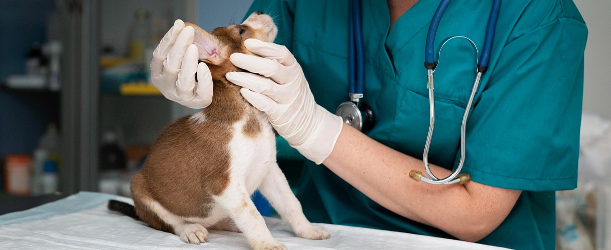 Чем и как лечат домашних питомцев?