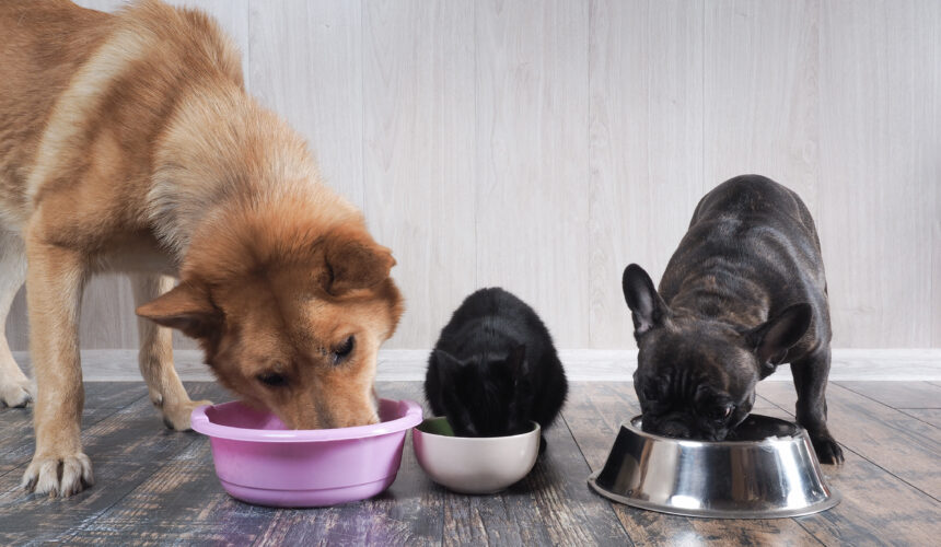 Корм для питомцев: большие возможности маленькой мухи